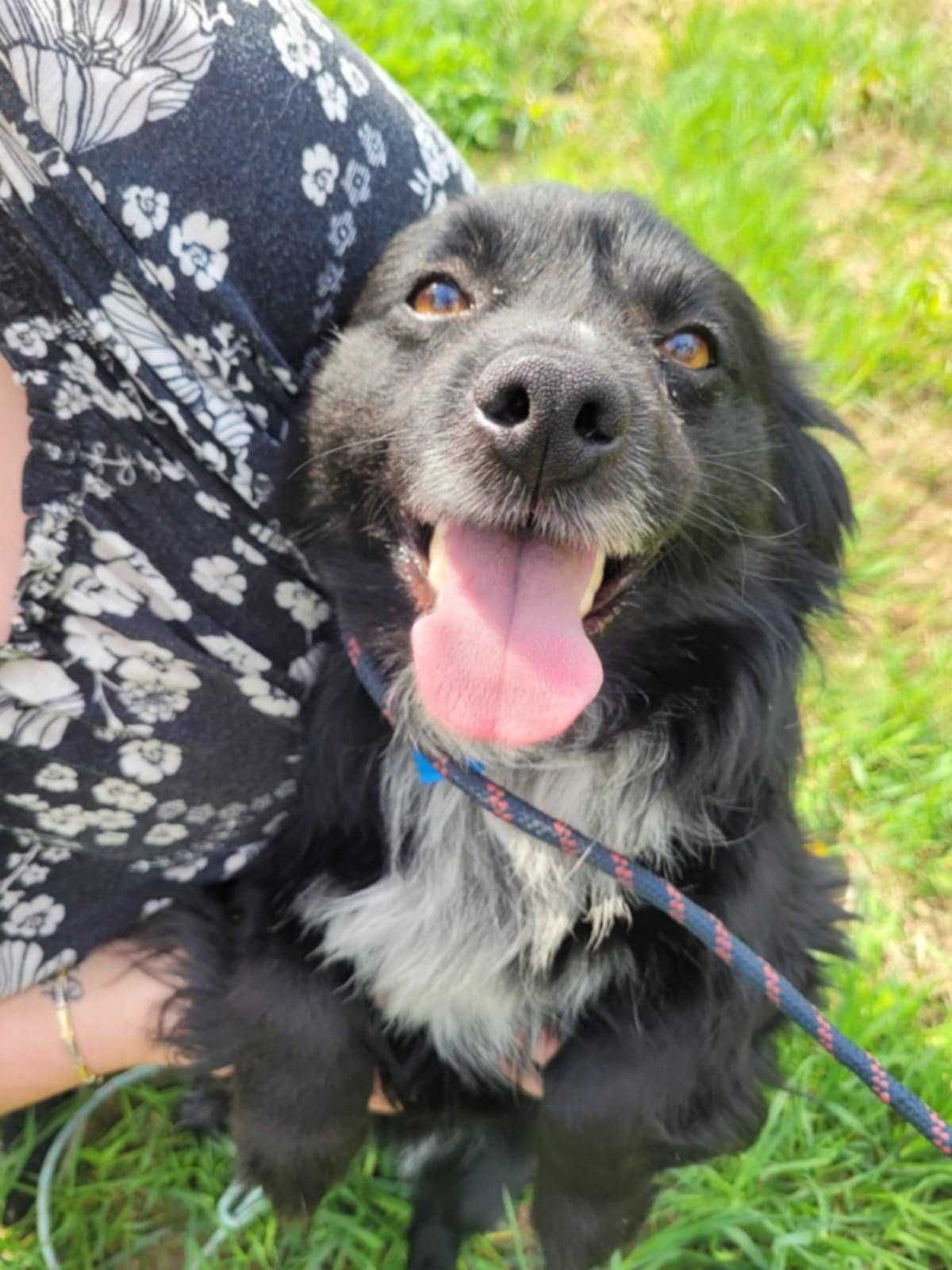 Mały, kochający człowieka KUBUŚ szuka domu !! Do adopcji !!