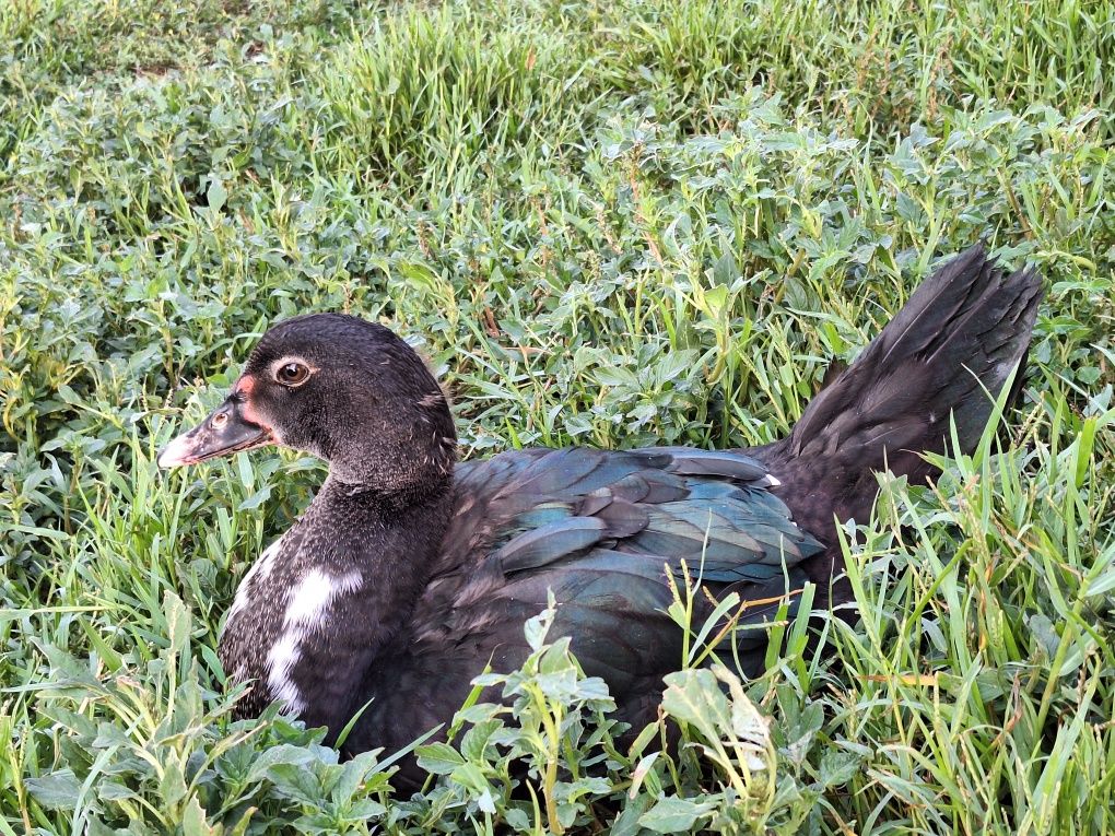 Patos mudos novos
