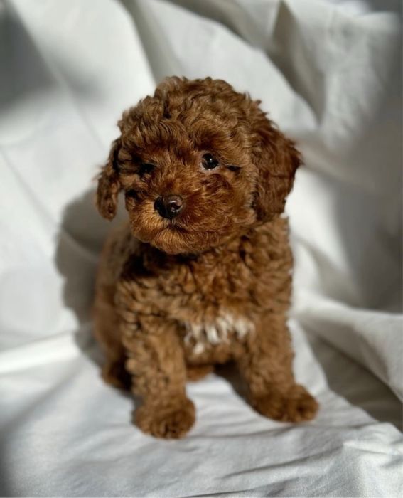 Чистокровний Мальтипу тедді. Мальтипу Ред Браун Мальтипу ф1