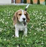 Piesek beagle ZKwP FCI