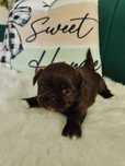 Cudowny czekoladowy shih tzu piesek czekolada mini malutki z rodowodem