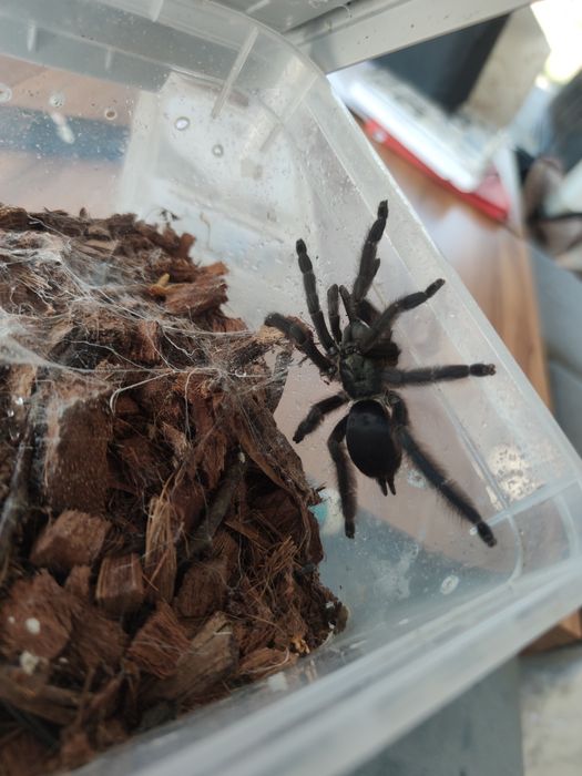 Dorosła Tapinauchenius polybotes L7