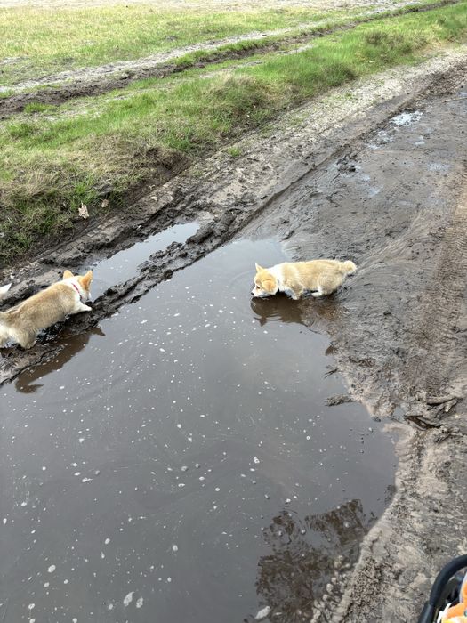 Corgi Cowboys, Welsh Corgi Pembroke,  planowany miota- wiosna 2026