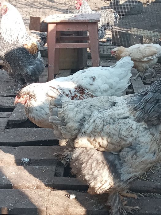 Інкубаційне яйце курей