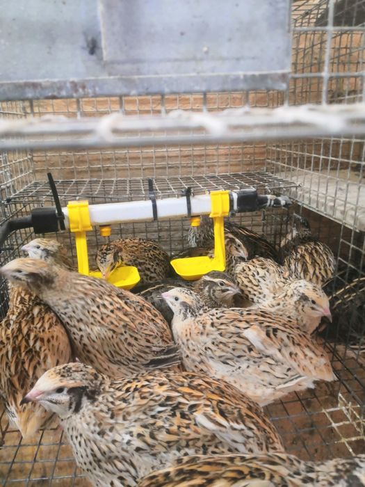 Jajka przepiórcze lęgowe i konsumpcyjne