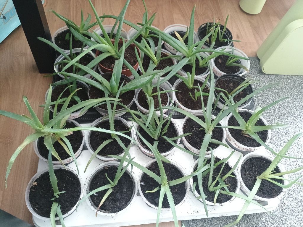 Aloes mały kwiat kwiatek sadzonka Szczepka