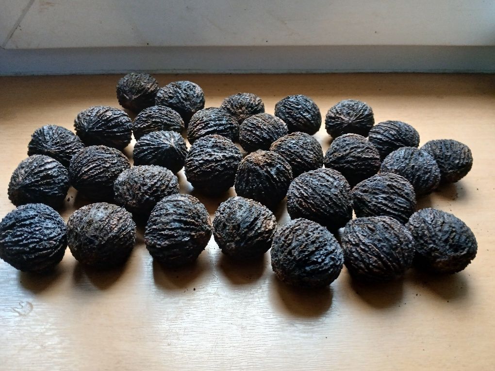 Orzechy  czarne  super smak,afrodyzjak i lekarstwo