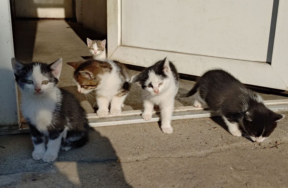 Oddam koty w dobre ręce