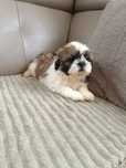 Szczeniaczek Shih tzu piesek