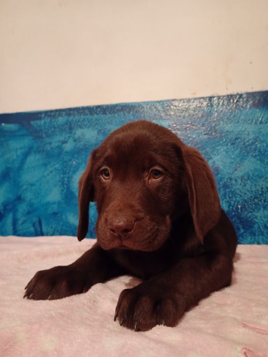 Mam na sprzedanie śliczne labladory