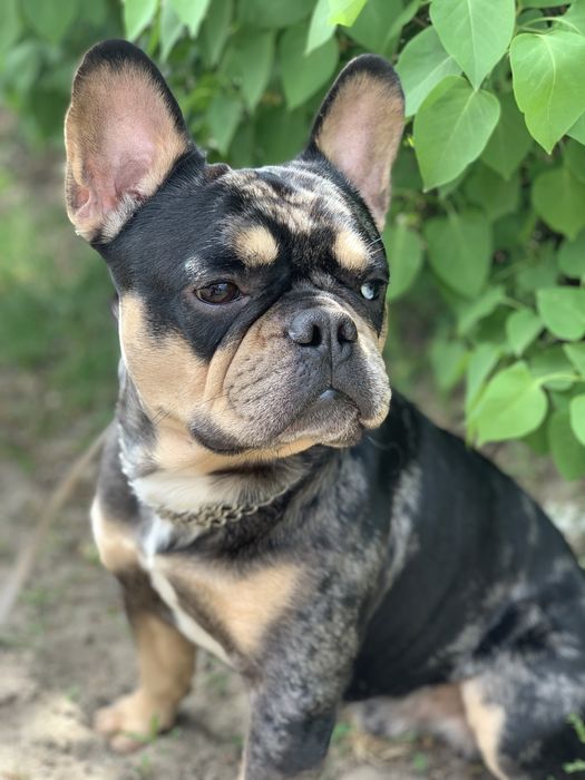 Вязка французский бульдог