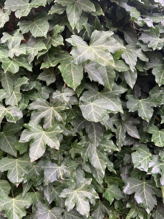 Продам плющ