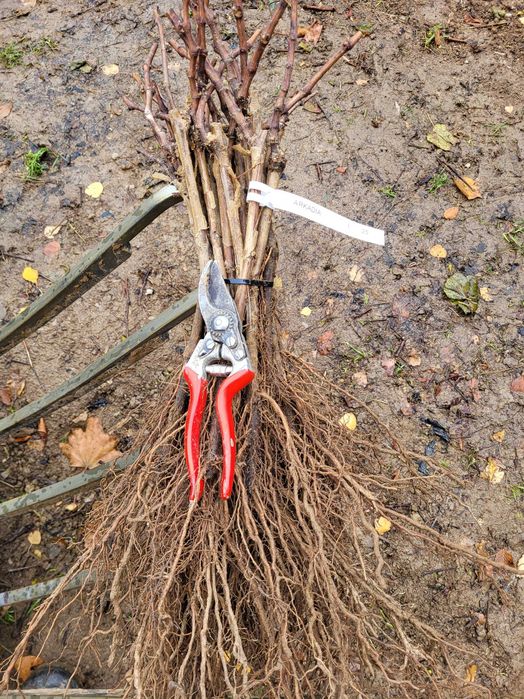 Sadzonki winorośli deserowe Arkadia, Einset, Alden gołokorzeniowe