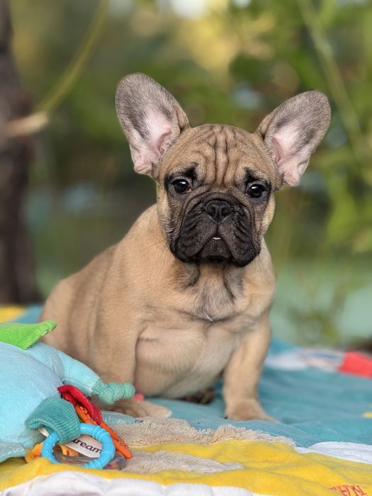 Шоу хлопчик з родовідом КСУ