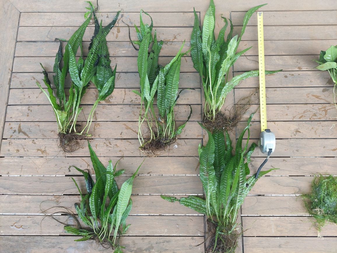 plantas aquário de fácil manutenção