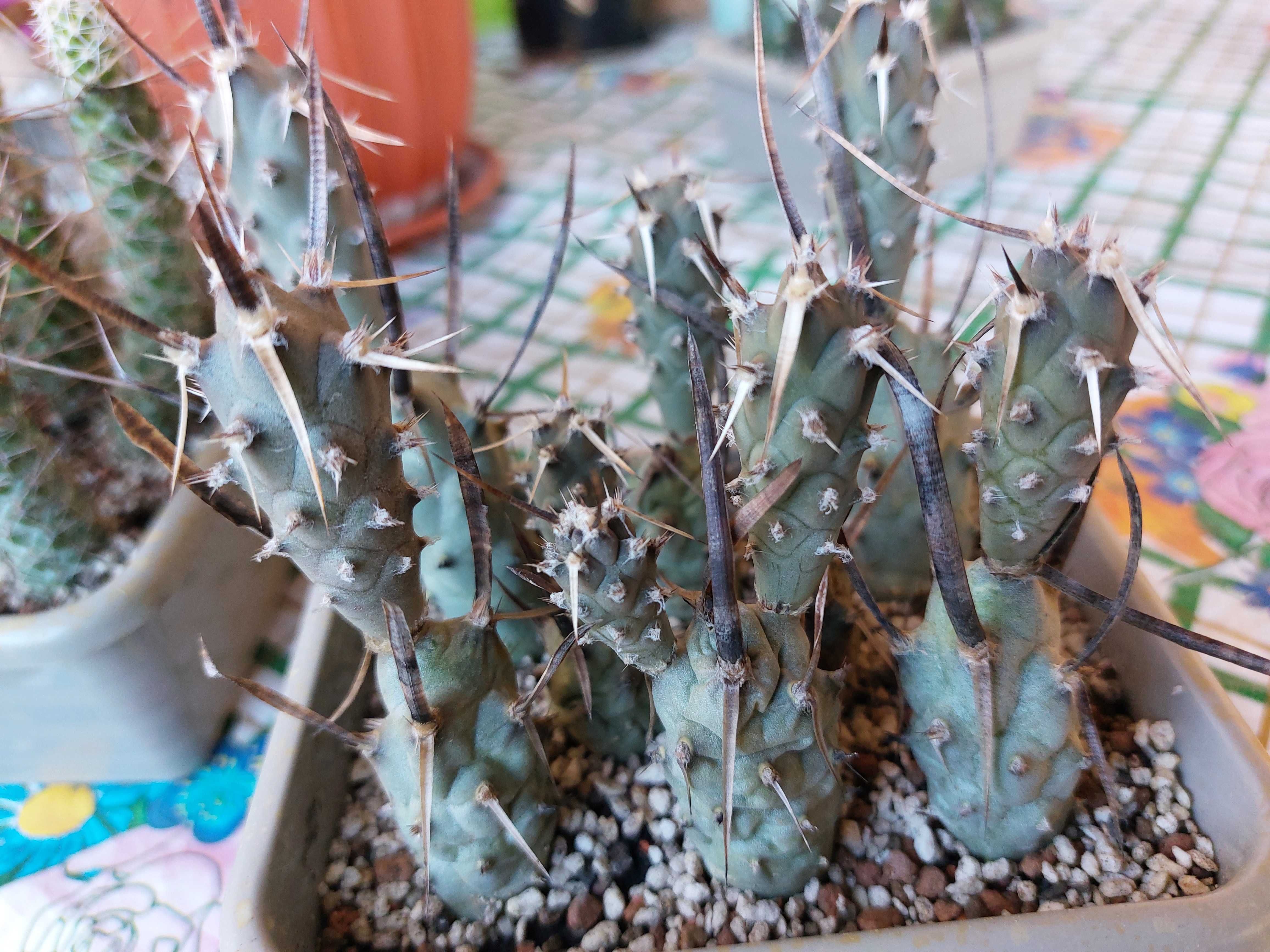 Тефрокактуси Tephrocactus