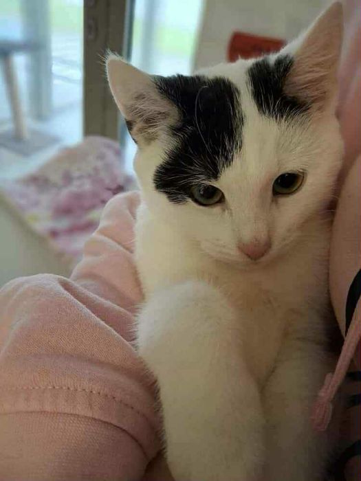 Kotek Olaf czeka na dom