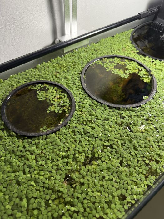 Salvinia Auriculata Minima