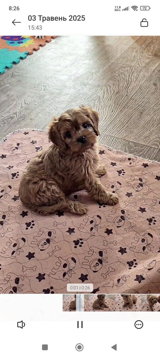 Кавапу ф1, Мальтипу купити Кавалер Кінг Чарльз Спаніель Cavapoo
