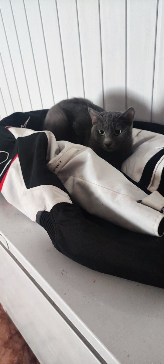 Gato e gata para adotar