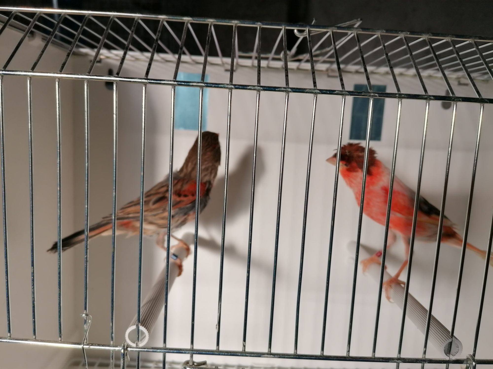Casal de canários arlequim português