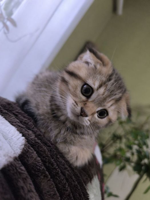 Кошеня Шотландське