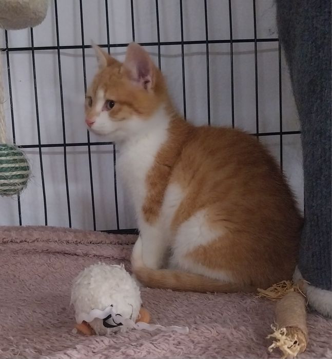 Cudowny Rio szuka domu