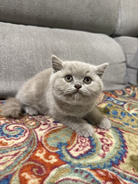 Gatinho fêmea  british shorthair