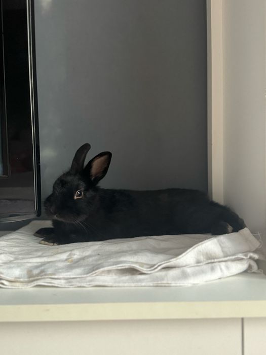 Black Mamba szuka nowego domu.