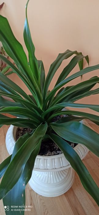 Кукурудза кімнатна