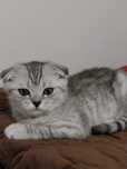 Gatinho Scottish Fold