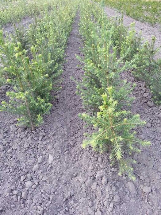 Świerk pospolity 2/1 25 cm - 55 cm