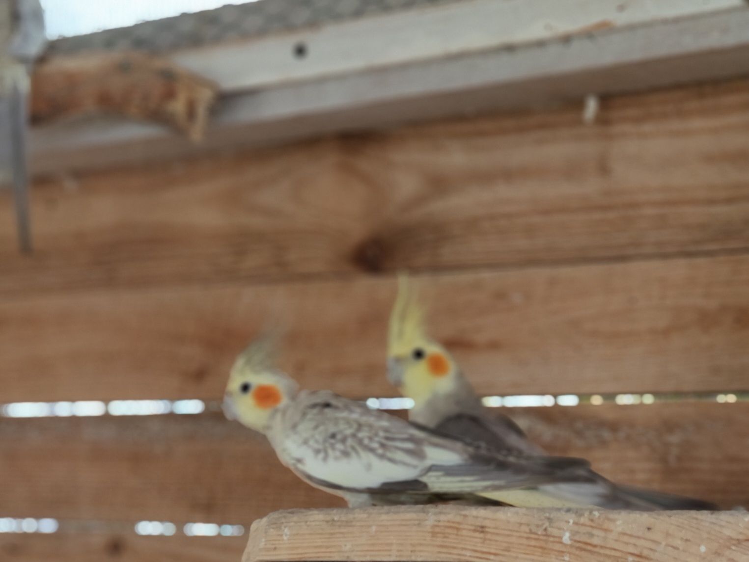 Nimfa mutacja Cinnamion  Pearl - Samica lęgowa