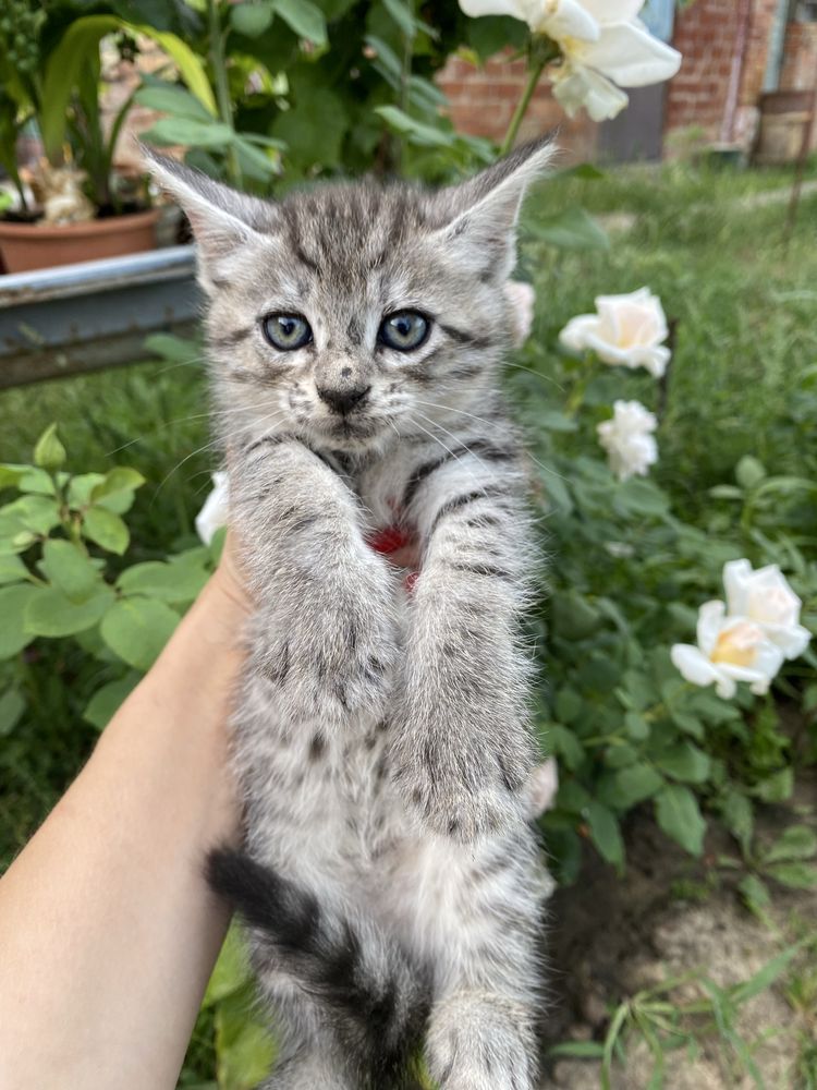 Віддам котят в доьрі руки