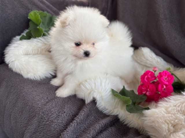 Szpic miniaturowy pomeranian piękna puchata sunia do odbioru