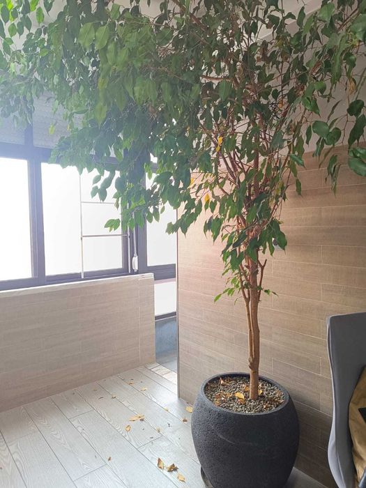 Planta exterior casa