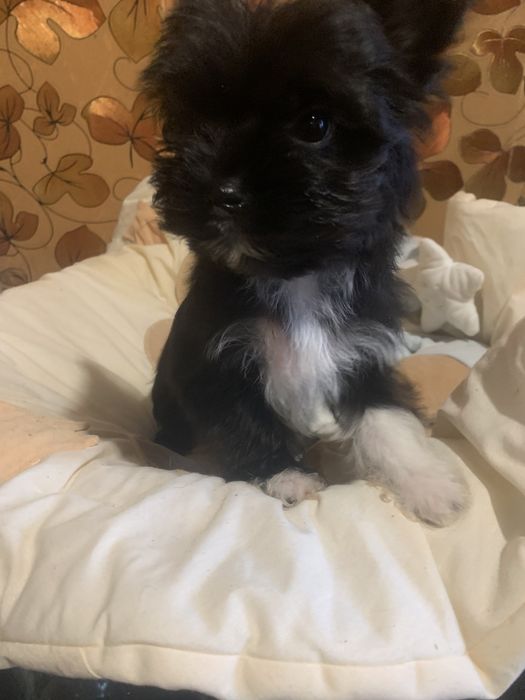 Цветной йорк, мальчик