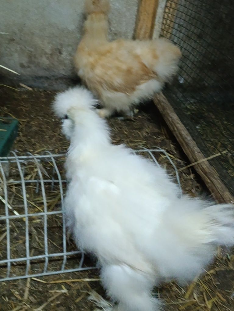 Casal de sedosas do Japão
