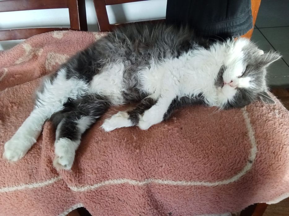 Стерелізовані, в хороші руки