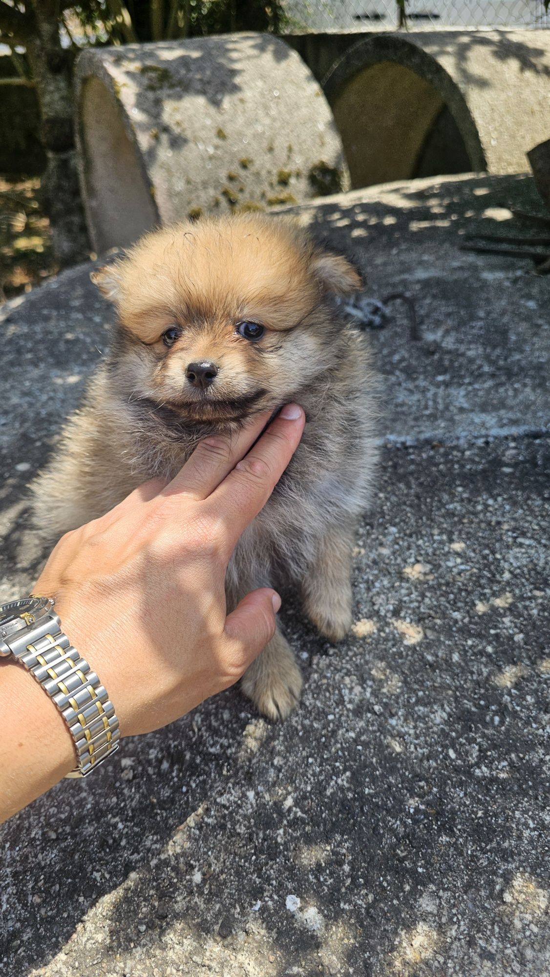 Lulu pomerânia / spitz alemão macho