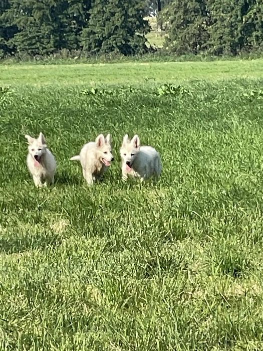 Zaprasza pies biały owczarek szwajcarski