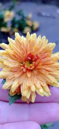 Хризантеми квіти поділки різні кольори