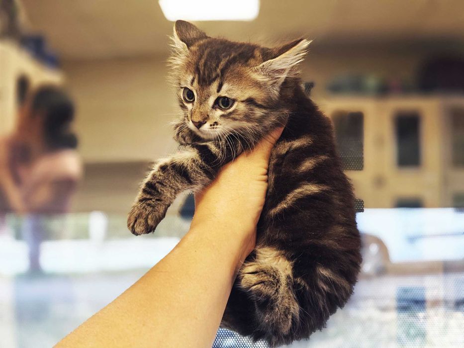 Ніжний кото-хлопчик Лялік (2 міс) шукає сім'ю! Кошеня, кіт, кішка