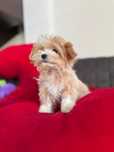 Maltipoo XXXS Kawowy Samiec  Art Puppies