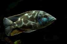 Nimbochromis Livingstonii 6-7cm - Ciclideo de Livingstone