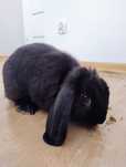 Królik Mini Lop za darmo