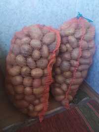 Картошка по 12 грн /кг. Троещина