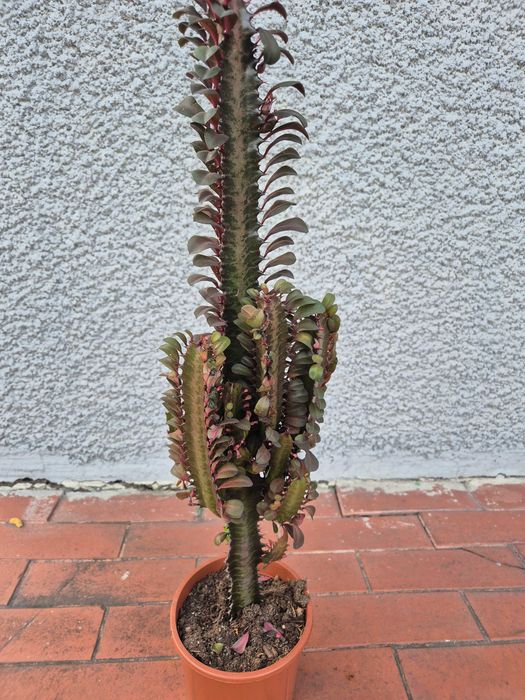 Euphorbia trigona czerwona wilczomlesz trójżebrowy 75cm
