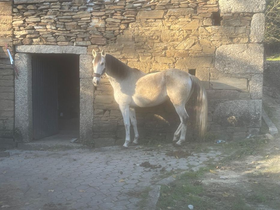 Égua Cruzada 8 anos (cavalo egua montado)