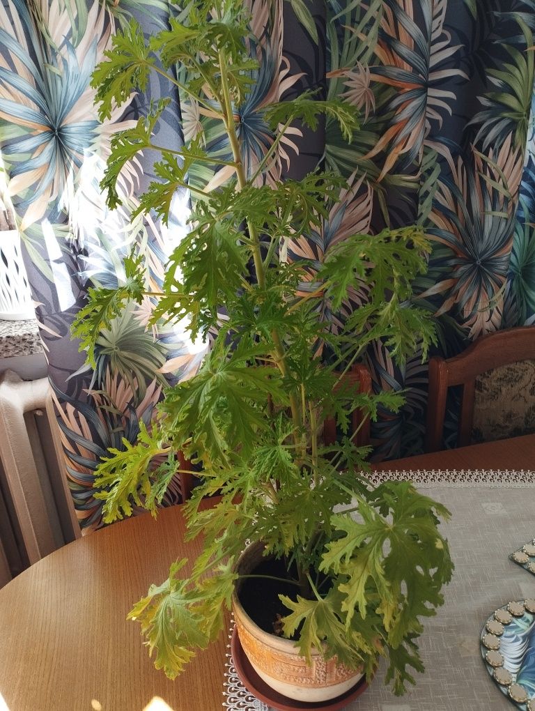 Geranium anginka cytrynka